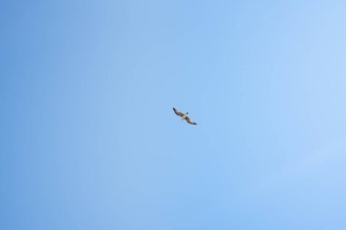 Arka planda mavi gökyüzü olan bir martı tek başına uçuyor.