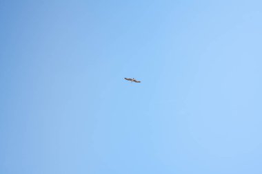 Arka planda mavi gökyüzü olan bir martı tek başına uçuyor.