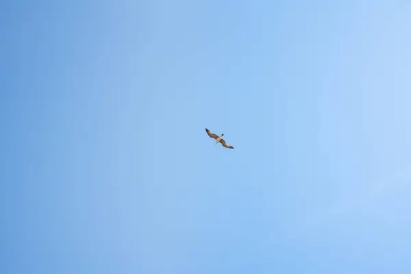 Arka Planda Mavi Gökyüzü Olan Bir Martı Tek Başına Uçuyor — Stok fotoğraf