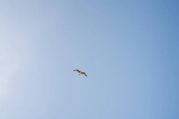 Arka Planda Mavi Gökyüzü Olan Bir Martı Tek Başına Uçuyor — Stok fotoğraf