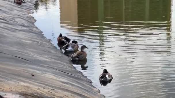 Four Ducks Swimming Artificial Lake — Stock Video