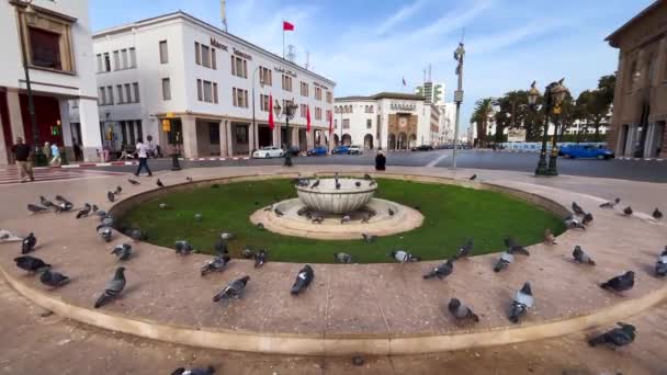 Groupe Pigeons Volant Autour Une Petite Fontaine Rabat Maroc — Video
