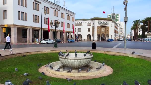 Groupe Pigeons Volant Autour Une Petite Fontaine Rabat Maroc — Video