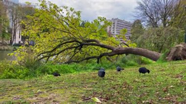 Bir grup Ruffy Grouse kekliği yerde sonbahar yapraklarıyla