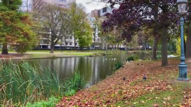 Uno Stagno Nel Parco Leopold Bruxelles — Video Stock