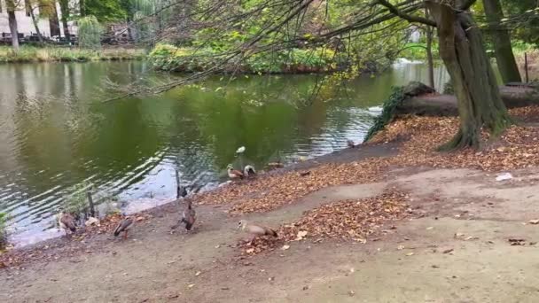 Rybník Leopoldově Parku Bruselu — Stock video