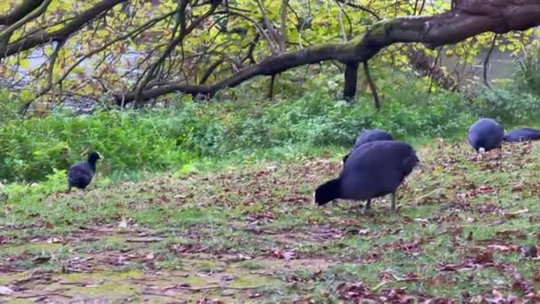 Bir Grup Ruffy Grouse Kekliği Yerde Sonbahar Yapraklarıyla — Stok video