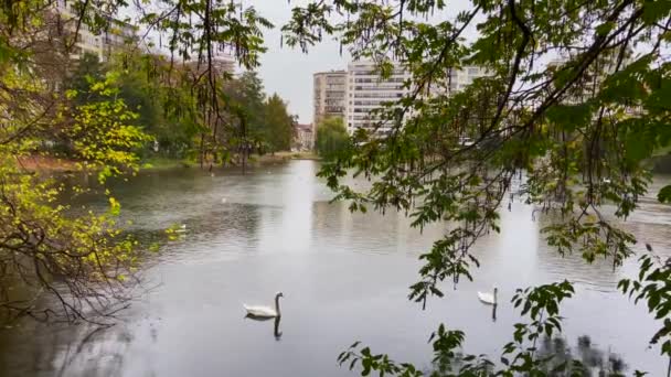 Лебеді Які Плавають Ставку Парку Леопольд Брюсселі — стокове відео