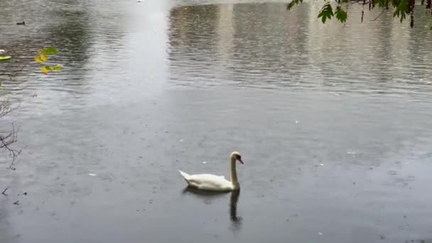 Brüksel Deki Leopold Parkında Gölette Yüzen Bir Kuğu — Stok video