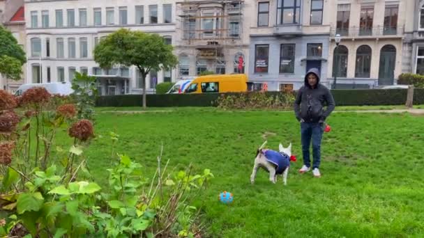 Brüksel Bir Halk Parkında Boğa Teriyeri Köpeğiyle Oynayan Beyaz Bir — Stok video