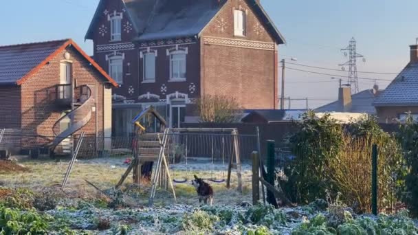 Krajowy Pies Ochroniarski Szczekający Ogrodzeniem Wiejskiego Domu Francji — Wideo stockowe