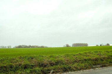 Belçika 'da sisli bir gökyüzü olan yeşil tarım arazisi