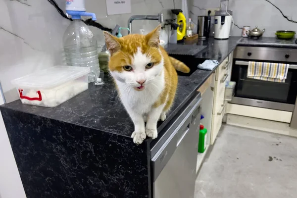 Portrait of a cat standing on a kitchen counter of a modern flat