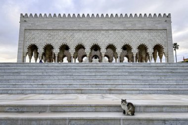 A street cat standing and relaxing on the stairs at Mausoleum of Mohammed V in Rabat, Morocco