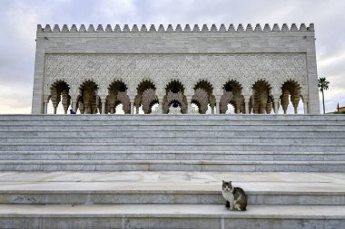 A street cat standing and relaxing on the stairs at Mausoleum of Mohammed V in Rabat, Morocco