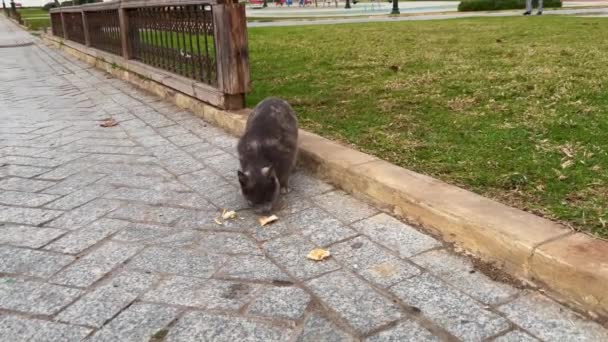 Street Cat Searching Food Street — Stock Video