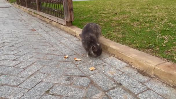 Street Cat Searching Food Street — Stok video