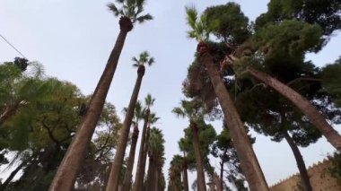Jnan Sbil garden in the old town of Fez, Morocco