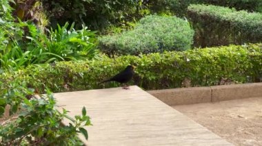 Black raven standing on a bench inside a public park