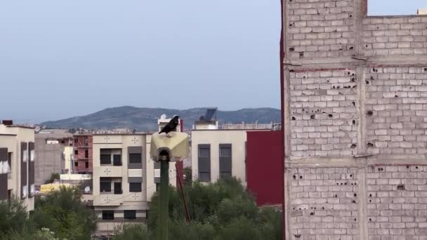 Two Raven Birds Standing Street Lamppost Residential Buildings Backgroud — Stock Video