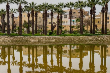 Palm trees with the reflection on a water pond at Jnan Sbil Gardens in the old medina of Fez, Morocco
