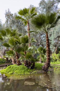 Palm trees in the middle of a water pond in a public park