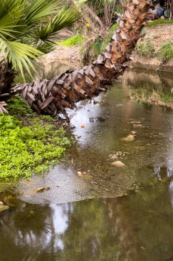 Palm trees in the middle of a water pond in a public park