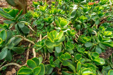 Halka açık bir parktaki Ağaç Taşı veya Sahte Tavuklar (Sedum dendroideum)
