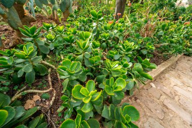 Halka açık bir parktaki Ağaç Taşı veya Sahte Tavuklar (Sedum dendroideum)