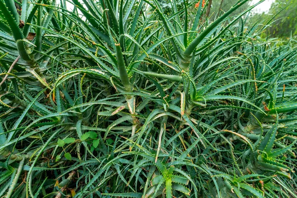 Candelabra Aloe Plantas Parque Público — Fotografia de Stock