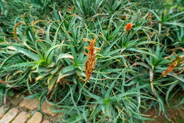 Candelabra Aloe Plantas Parque Público — Fotografia de Stock