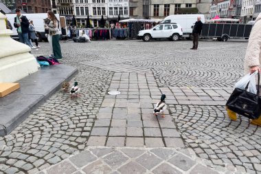 Gent, Belçika 'daki Jacob van Artevelde Meydanı' nda takılan iki ördek.
