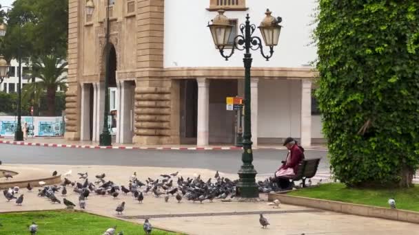 Rabat Fas Muhammed Bulvarı Ndaki Güvercin Sürüsü — Stok video