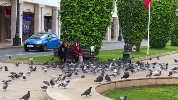 Rabat Fas Muhammed Bulvarı Ndaki Güvercin Sürüsü — Stok video