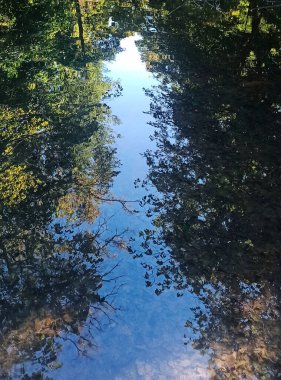 Güneşli bir günde, ormanın su yüzeyindeki yansıması, bulanık