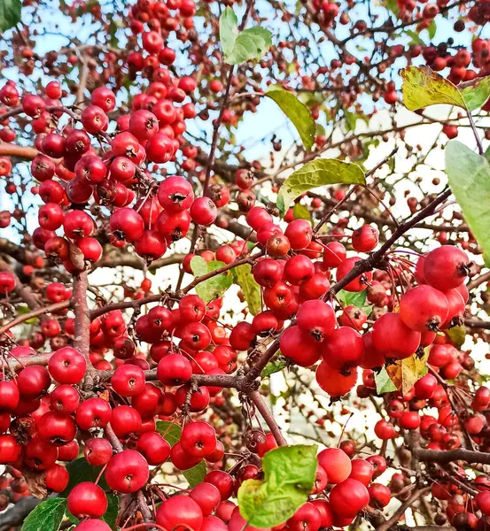 Çiçekli Arka Plan Ağaçtaki Küçük Kırmızı Elma Demetleri — Stok fotoğraf
