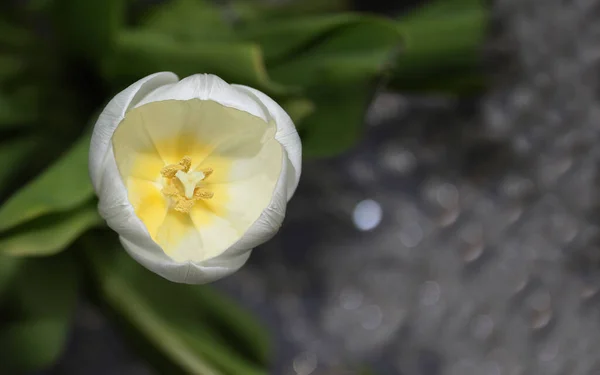 floral background, delicate open white tulip with a yellow center on a dark background