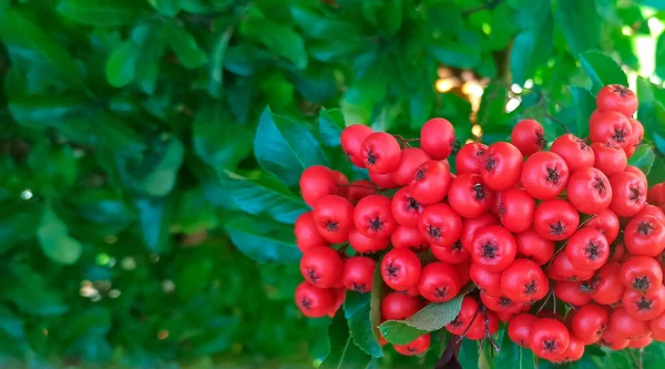 Bunch Red Rowanberries Green Background Leaves Floral Background — Stock Photo, Image