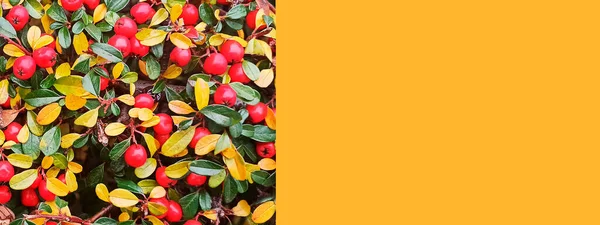 Hintergrund Rote Beeren Zwischen Gelben Und Grünen Blättern Platz Für — Stockfoto