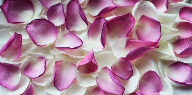 Yüzeyde parlak çok renkli gül yapraklarının arka planı, arka plan