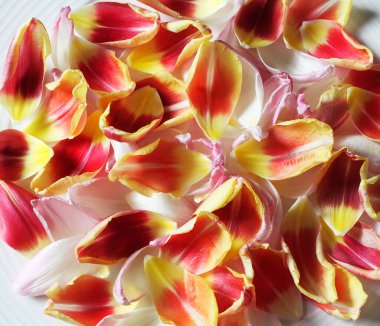 Yüzeydeki çok renkli lale yapraklarının arkaplanı