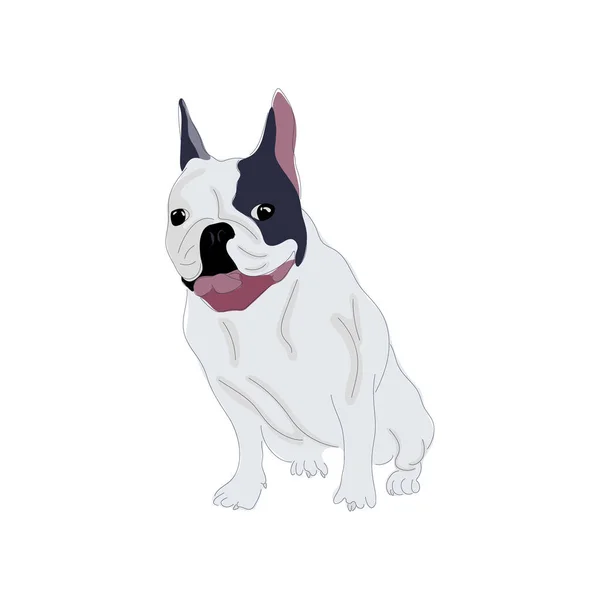 Векторная Иллюстрация Ручной Работы Сидящего Белого Французского Бульдога Собака Белом — стоковый вектор