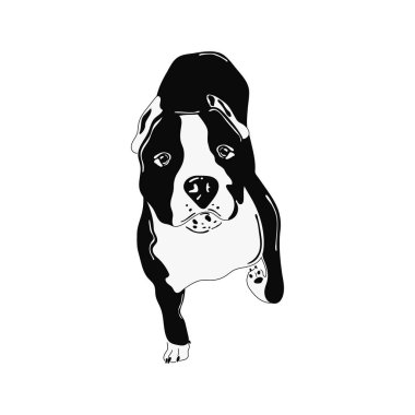 Bir köpeğin karikatür vektör çizimi. Siyah beyaz Amerikan Staffordshire Terrier, Pitbull baskısı. Arkaplanda izole.