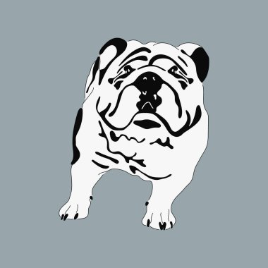 Bir köpeğin karikatür vektör çizimi. Siyah-beyaz İngiliz bulldog baskısı. Arkaplanda izole.