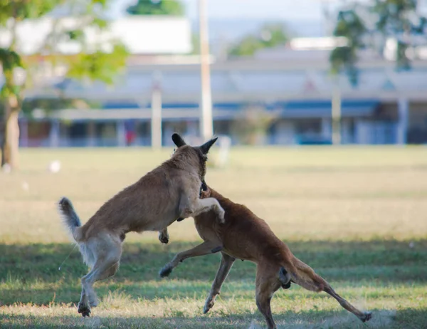 Temporada Apareamiento Dos Machos Perros Callejeros Son Capturados Luchando Por —  Fotos de Stock