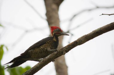 Bir kırmızı ibikli Trinidad ve Tobago 'daki bir ağaçta karıncaları yakalıyor..