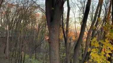 Ağaçlar ve yapraklarla dolu sonbahar manzarası