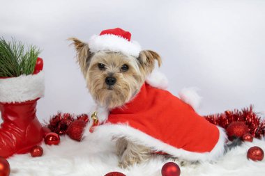 Noel Baba kılığındaki Yorkshire teriyeri yumuşak bir halıya oturur, Noel baloları yalan söyler, kırmızı çizme. Bayram konsepti, hediyeler, tebrikler, satış, terfiler, kartpostallar, afişler, afişler..
