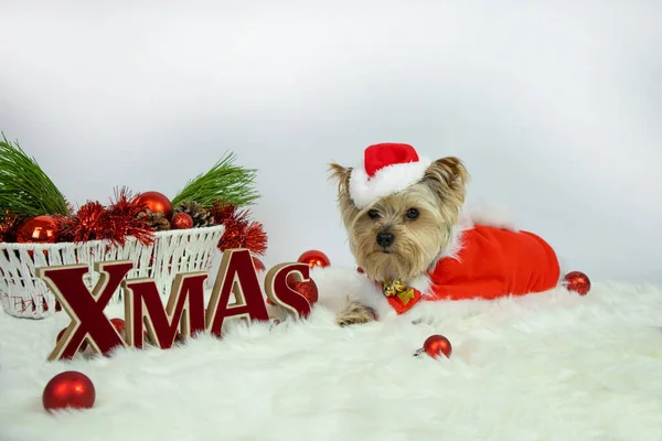 Noel Zamanı Noel Baba Kostümü Giymiş Yorkshire Teriyeri Köpeği Yazıtlarda — Stok fotoğraf