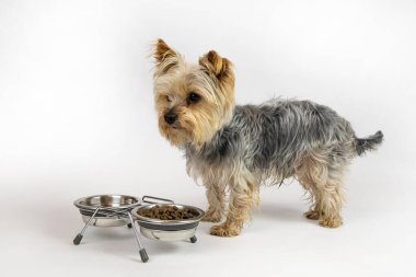 Yorkshire Terrier köpeği başka tarafa bakıyor. Yiyecek ve su ile besleniyor. Evcil hayvan dükkanı konsepti, kartpostal, afiş, alışveriş, yardım, hayvan, barınak, davetiye, duyuru, beslenme, yemek, poster, kopyalama alanı